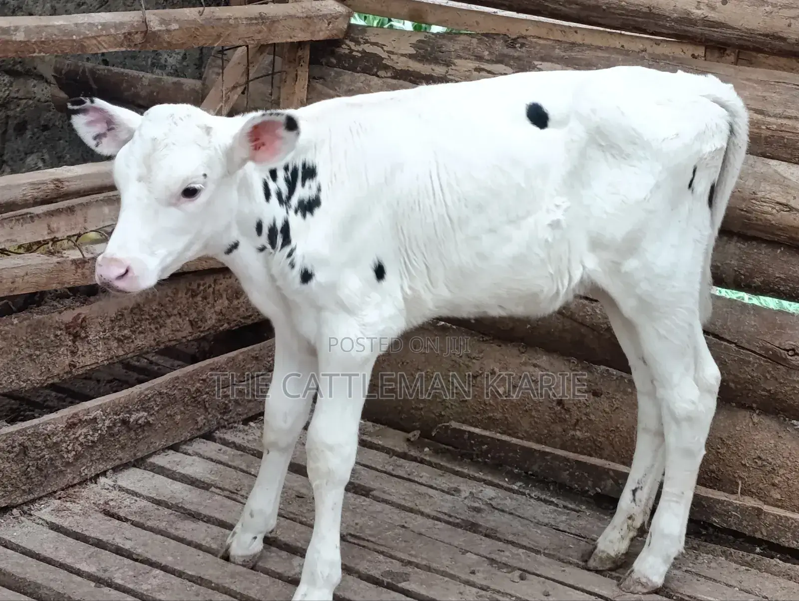 Holstein Calf