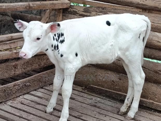 Holstein Calf - thumbnail 8