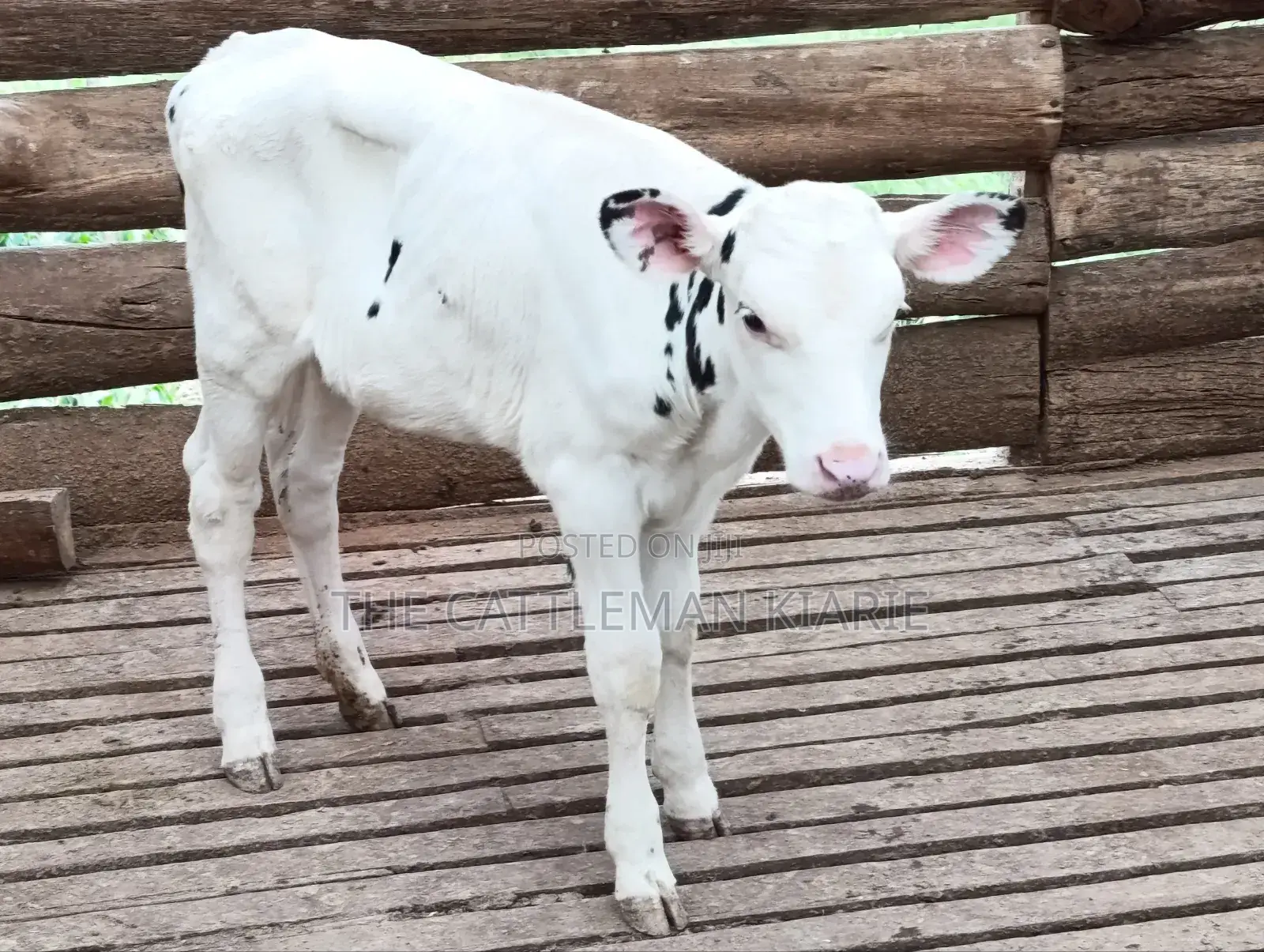 Holstein Calf
