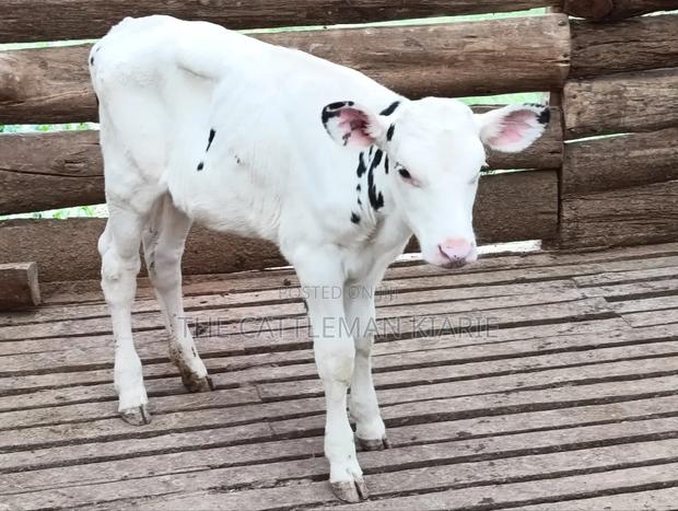 Holstein Calf - thumbnail 9