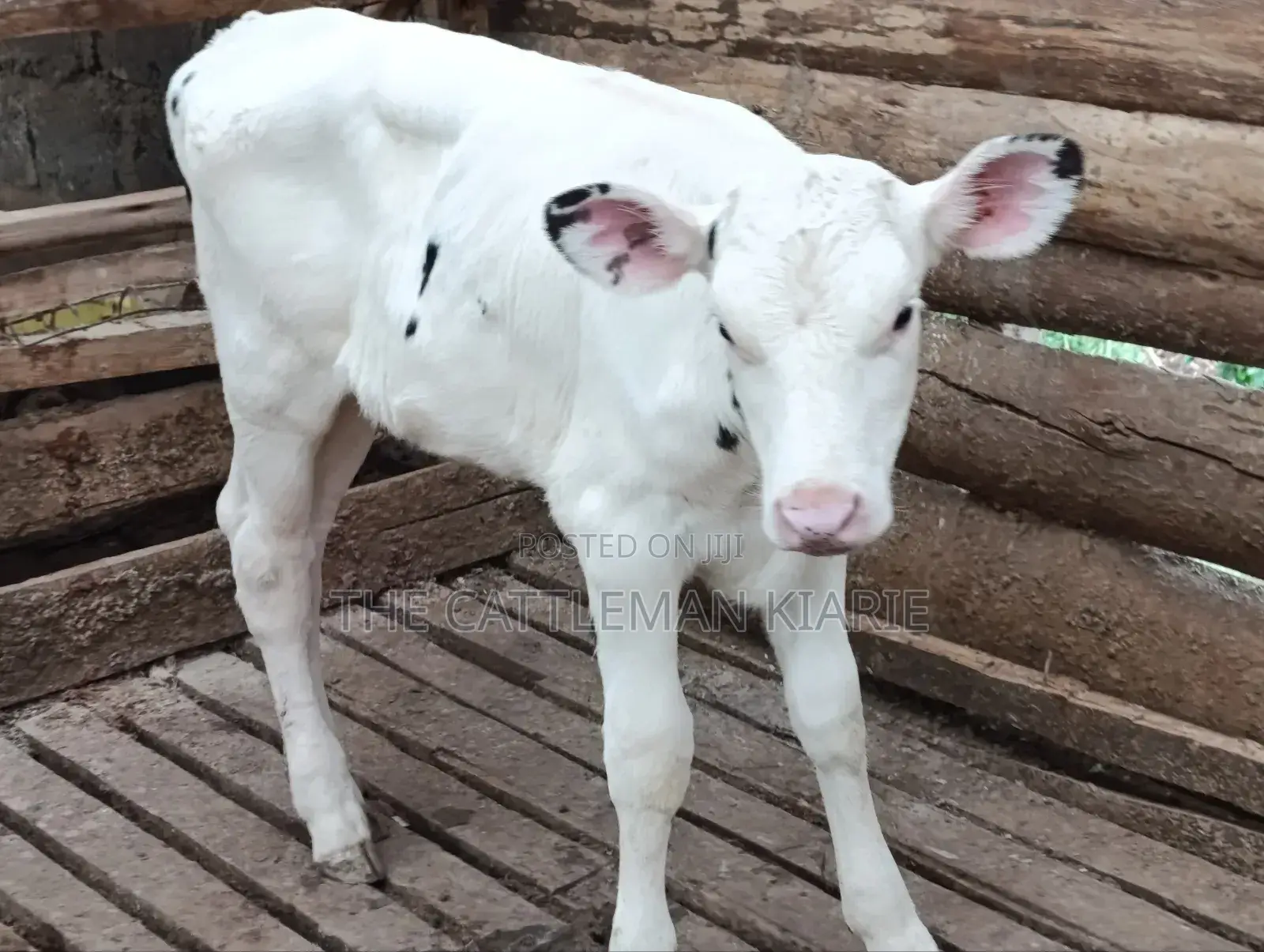 Holstein Calf