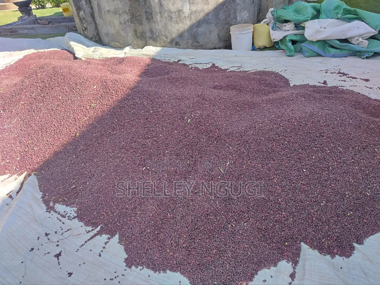 Nyayo Beans
