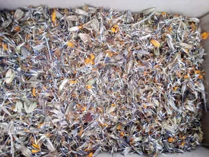 Tree Seeds and Seedlings Available