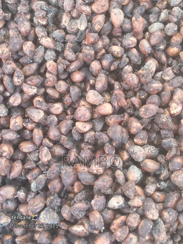 Tree Seeds and Seedlings Available - thumbnail 3