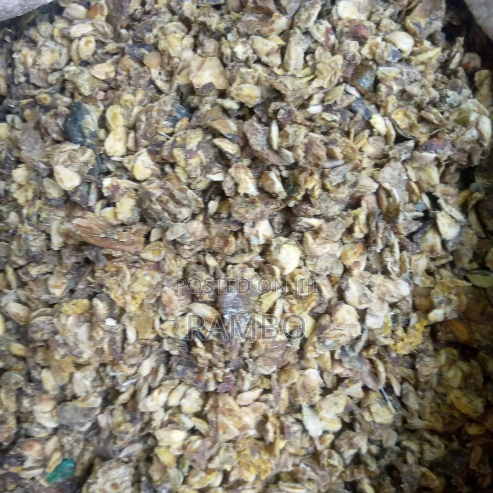 Tree Seeds and Seedlings Available