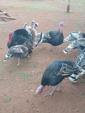 Turkey For Sell - main view