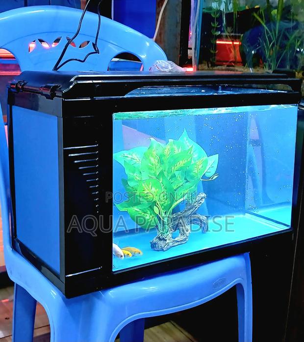 Mini Aquariums - thumbnail 3