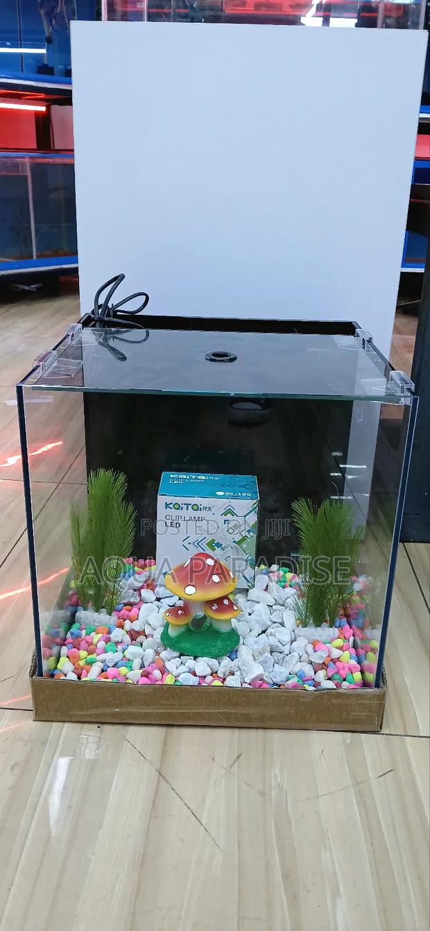 Mini Aquariums - thumbnail 4