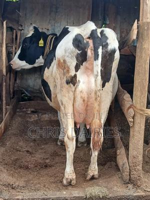 Hostein Freshian - thumbnail 2