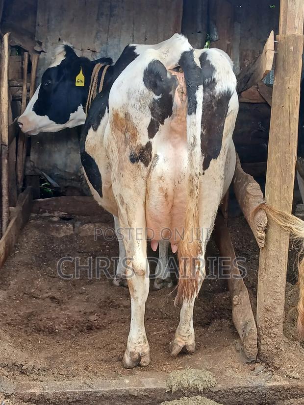 Hostein Freshian - thumbnail 3