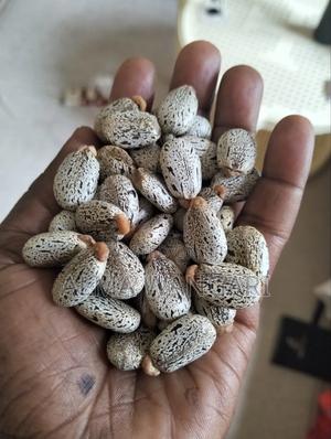 White Castor Beans for Sale - thumbnail 2