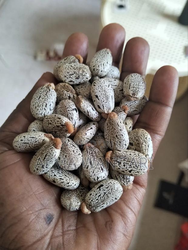 White Castor Beans for Sale - main view