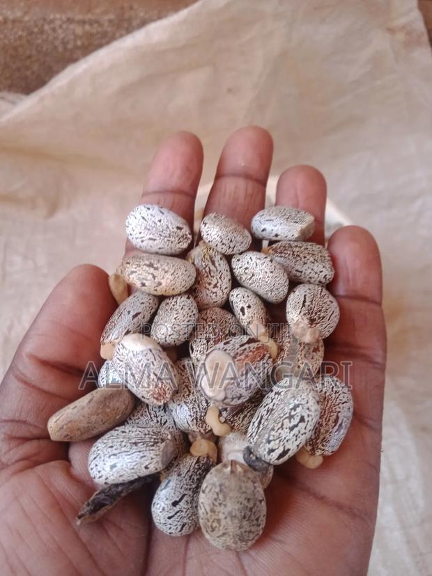 White Castor Beans for Sale - thumbnail 3