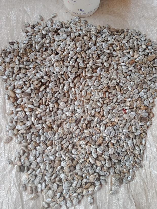 White Castor Beans for Sale - thumbnail 4