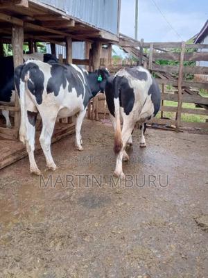 Giant Incalf Heifers - main view