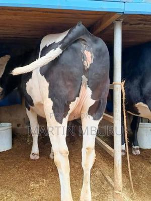 Freshian Giant Incalf - main view