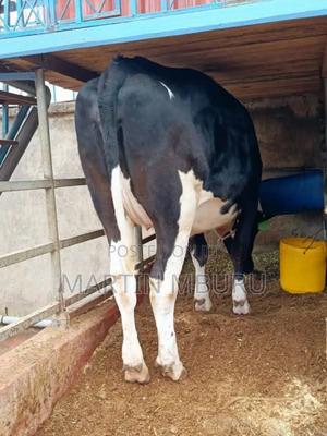 Pedigree Friesian Incalf Heifer