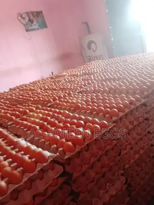 Fresh Eggs