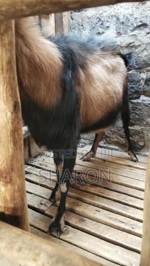 Goat on Sale - thumbnail 2