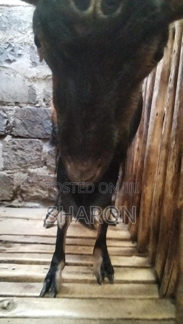 Goat on Sale - thumbnail 3