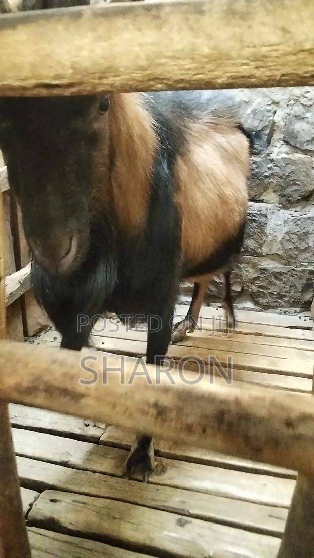 Goat on Sale - thumbnail 4