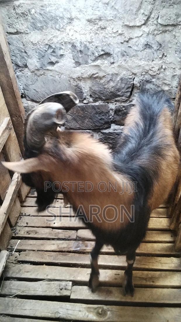 Goat on Sale - thumbnail 5