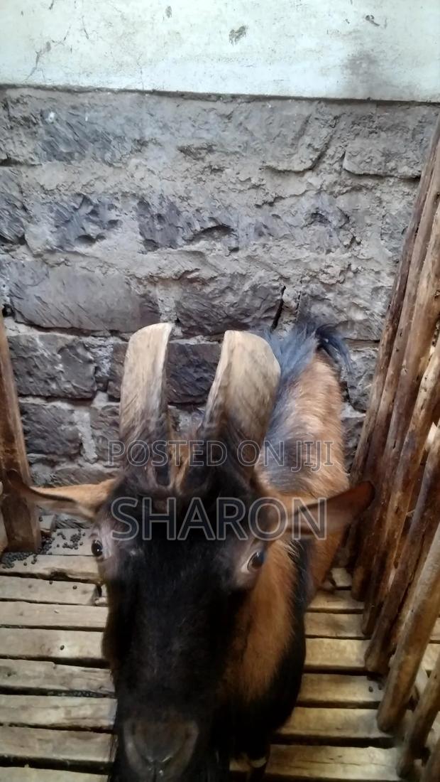 Goat on Sale - thumbnail 6