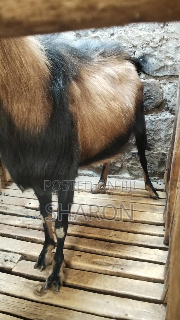 Goat on Sale - thumbnail 7