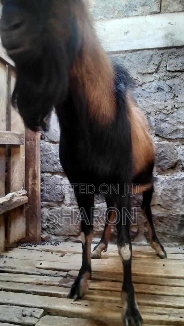 Goat on Sale - thumbnail 8