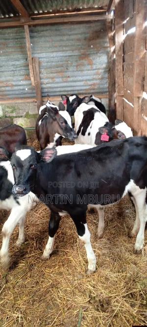 Pedigree Heifers - main view