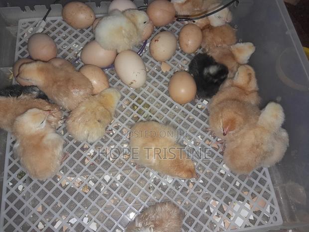 Chicks Hatching