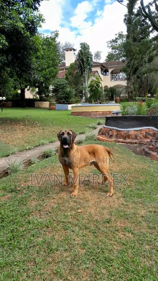 3-6 months Male Purebred Boerboel