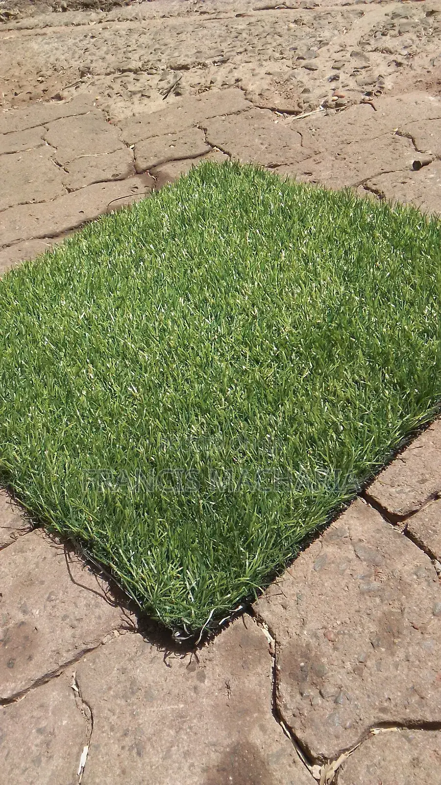Barcon Grass Capet