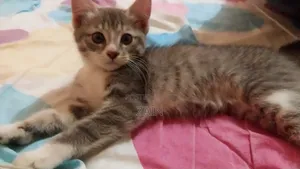 1-3 months Female Purebred Oriental
