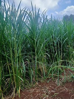 Twiga Estate 40*80 Plot on Sale - thumbnail 2