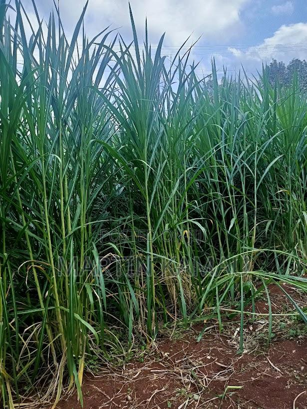 Twiga Estate 40*80 Plot on Sale - main view