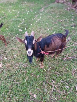 Dairy German Alpine Male Goat - main view