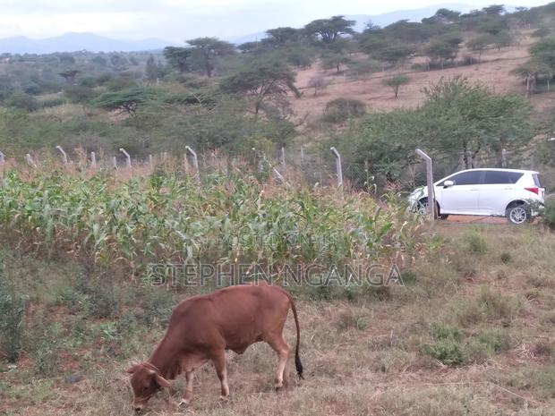 Quarter Acre Land and a 50 by 100 Plot With Ready Transfer for Sale - thumbnail 3