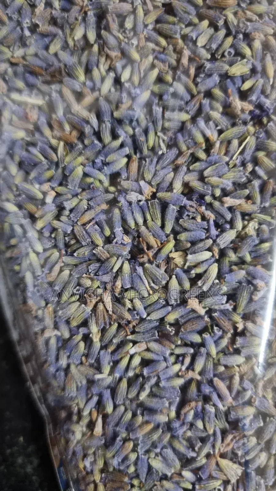Lavender Buds