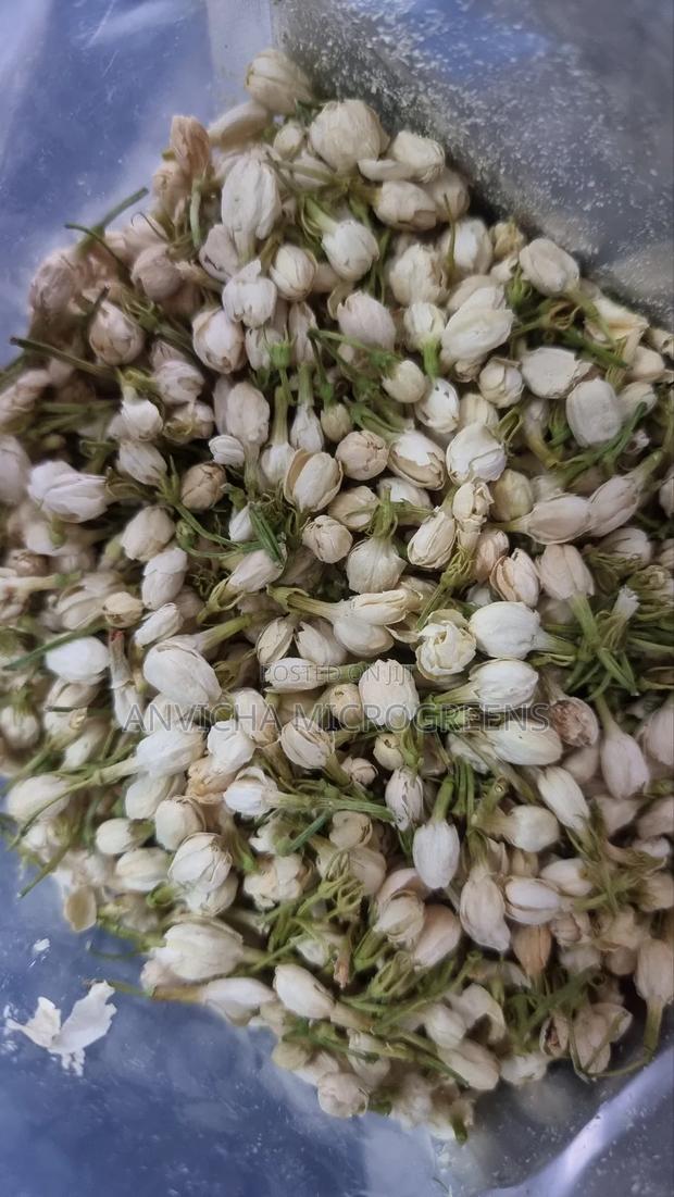 Jasmine Flower - main view