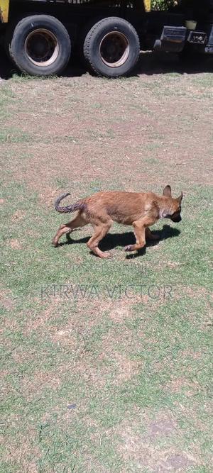 6-12 months Female Mixed Breed Belgian Malinois