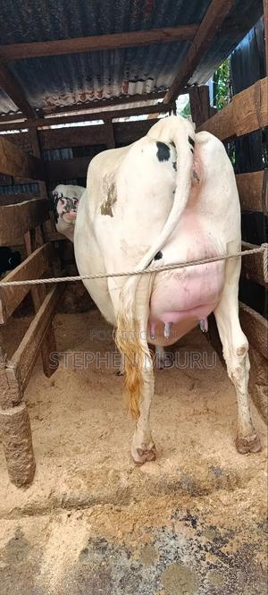 Super Giant Incalf Hostein Heifer 8.5months - thumbnail 2