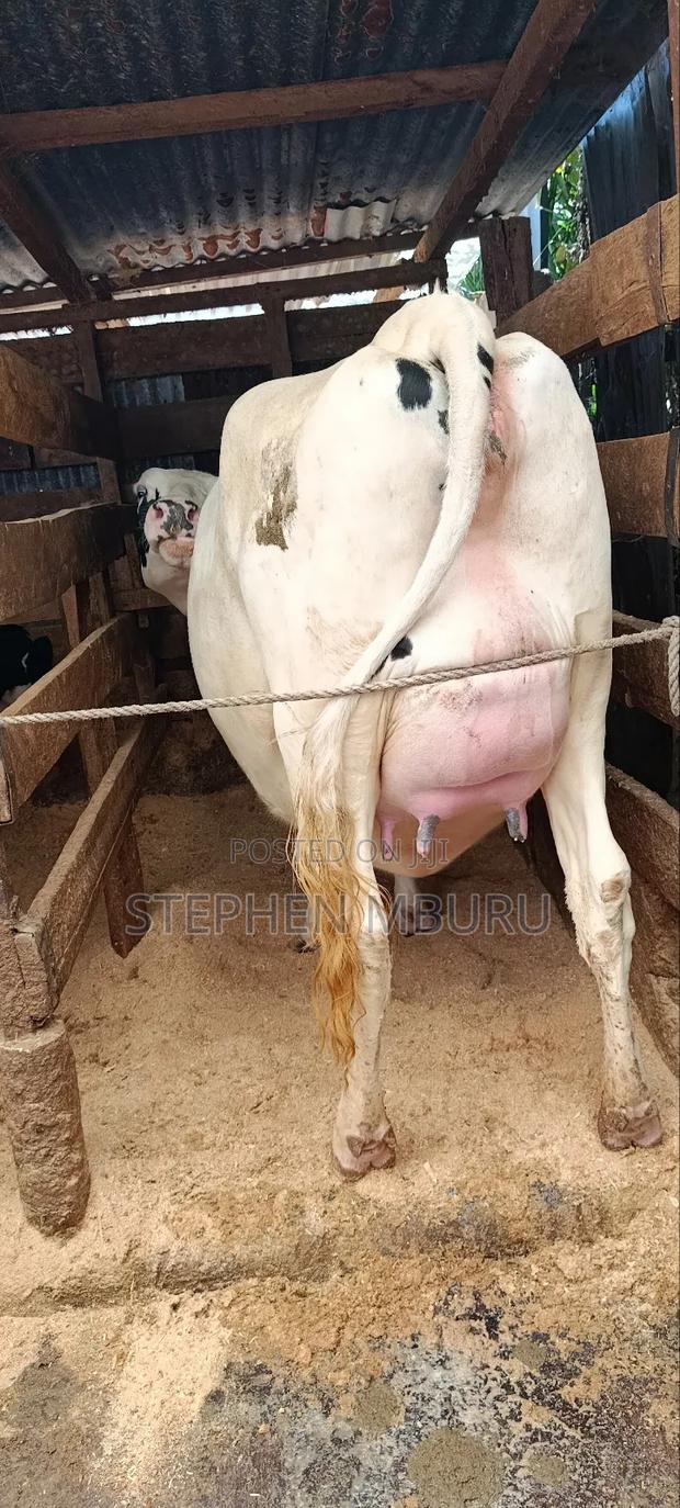 Super Giant Incalf Hostein Heifer 8.5months - main view