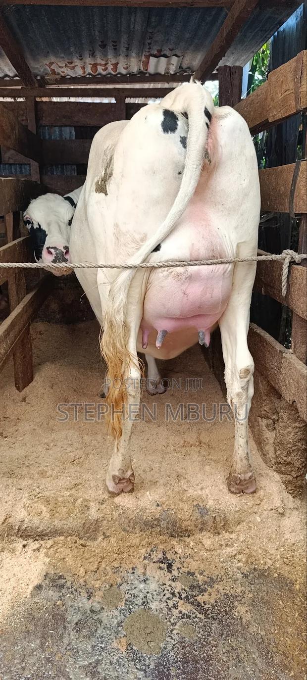 Super Giant Incalf Hostein Heifer 8.5months - thumbnail 3