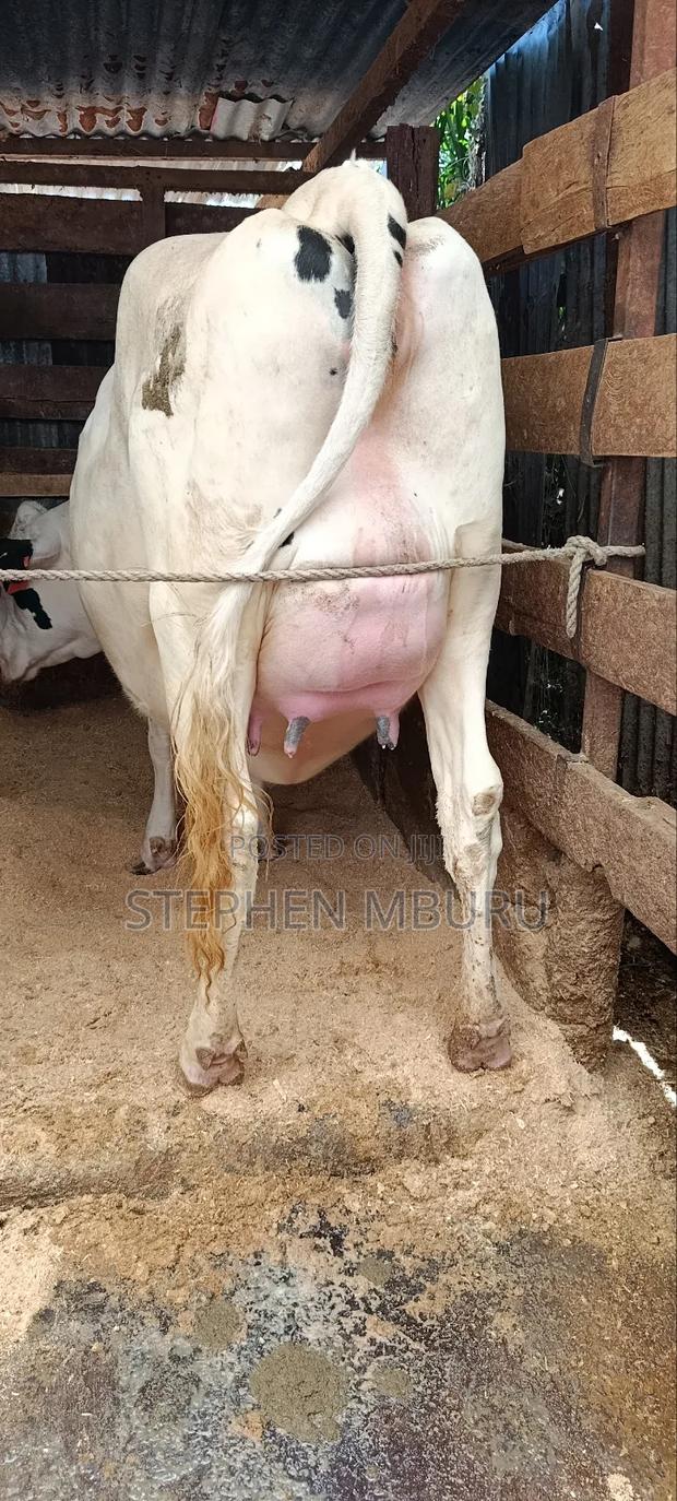 Super Giant Incalf Hostein Heifer 8.5months - thumbnail 4