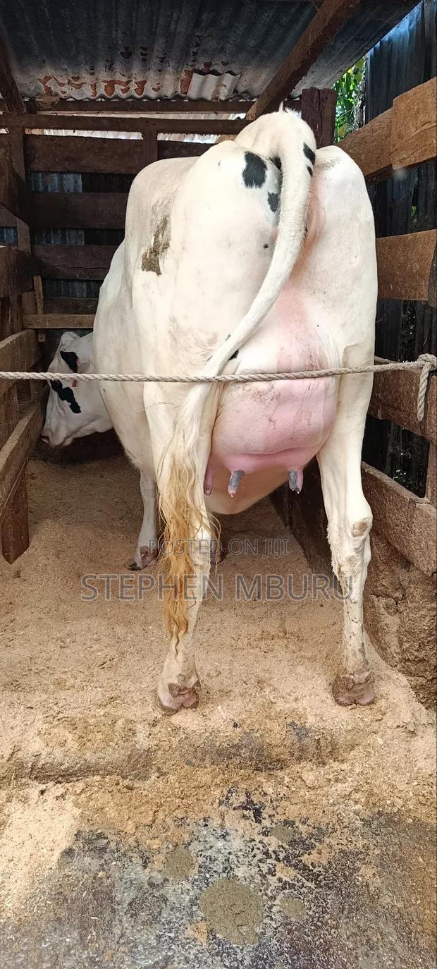 Super Giant Incalf Hostein Heifer 8.5months - thumbnail 5