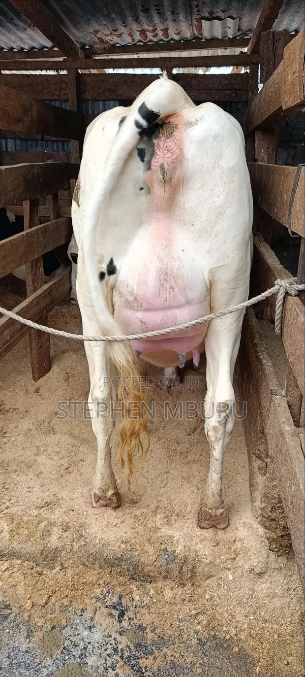 Super Giant Incalf Hostein Heifer 8.5months - thumbnail 6