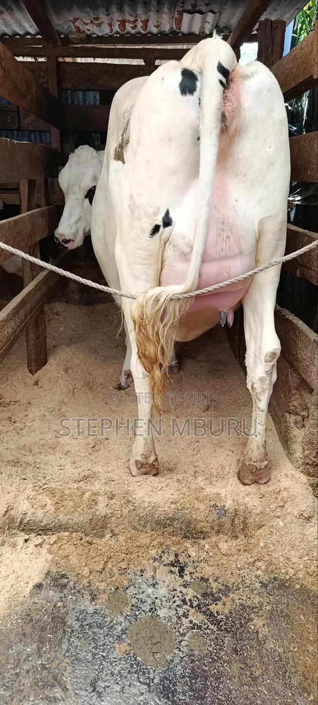 Super Giant Incalf Hostein Heifer 8.5months - thumbnail 7