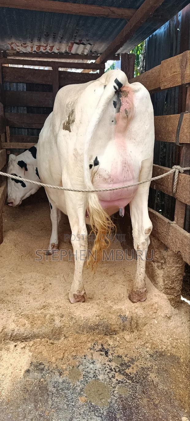 Super Giant Incalf Hostein Heifer 8.5months - thumbnail 8