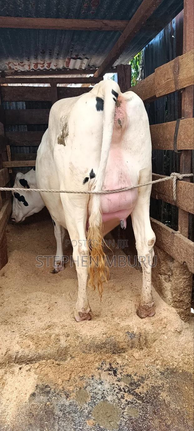 Super Giant Incalf Hostein Heifer 8.5months - thumbnail 9